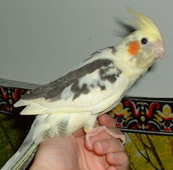 yellow pied cockatiel