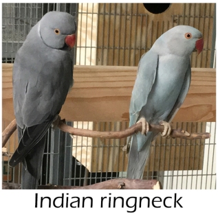 Indian ringnecks for sale